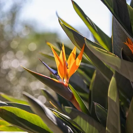 La Sterlizia Di Santa Croce Alassio