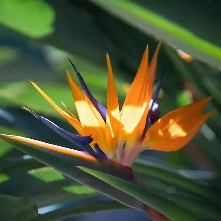 La Sterlizia Di Santa Croce 3* Alassio