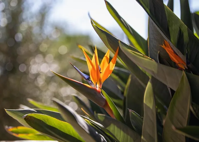 La Sterlizia Di Santa Croce Алассіо