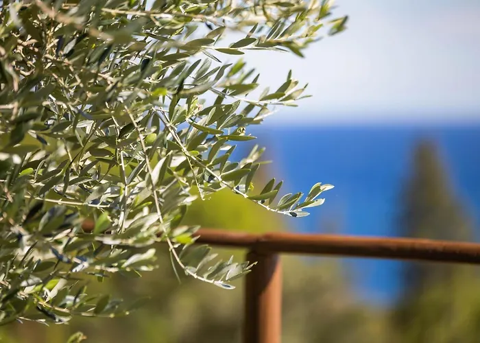 La Sterlizia Di Santa Croce Alassio