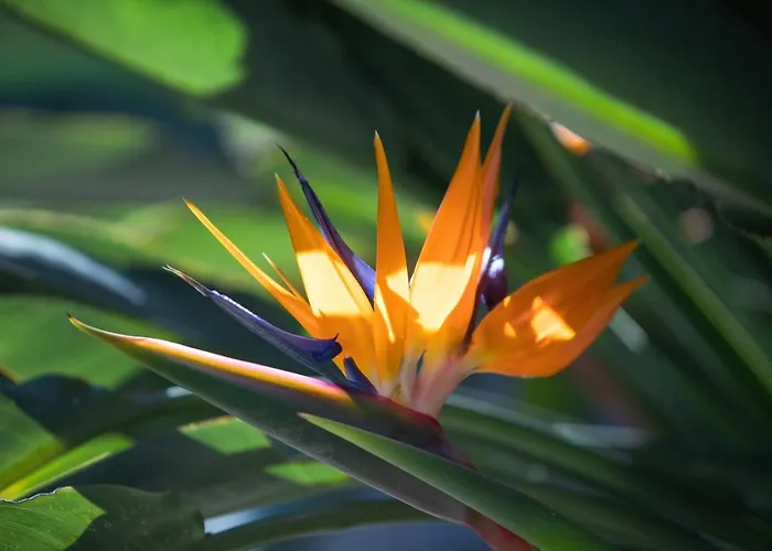 La Sterlizia Di Santa Croce 3* Alassio